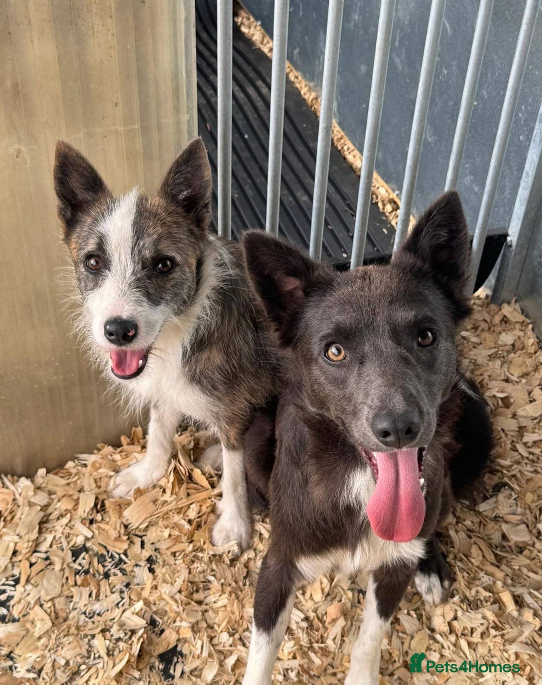Mixed Breed dogs for adoption: Meet Fox, currently residing in Essex  - Image 3
