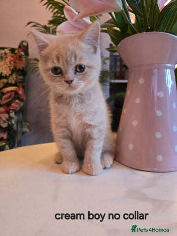 British Shorthair cats - Advert 4