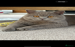 British Shorthair cats for sale: Chocolate BSH Kittens  - Image 3