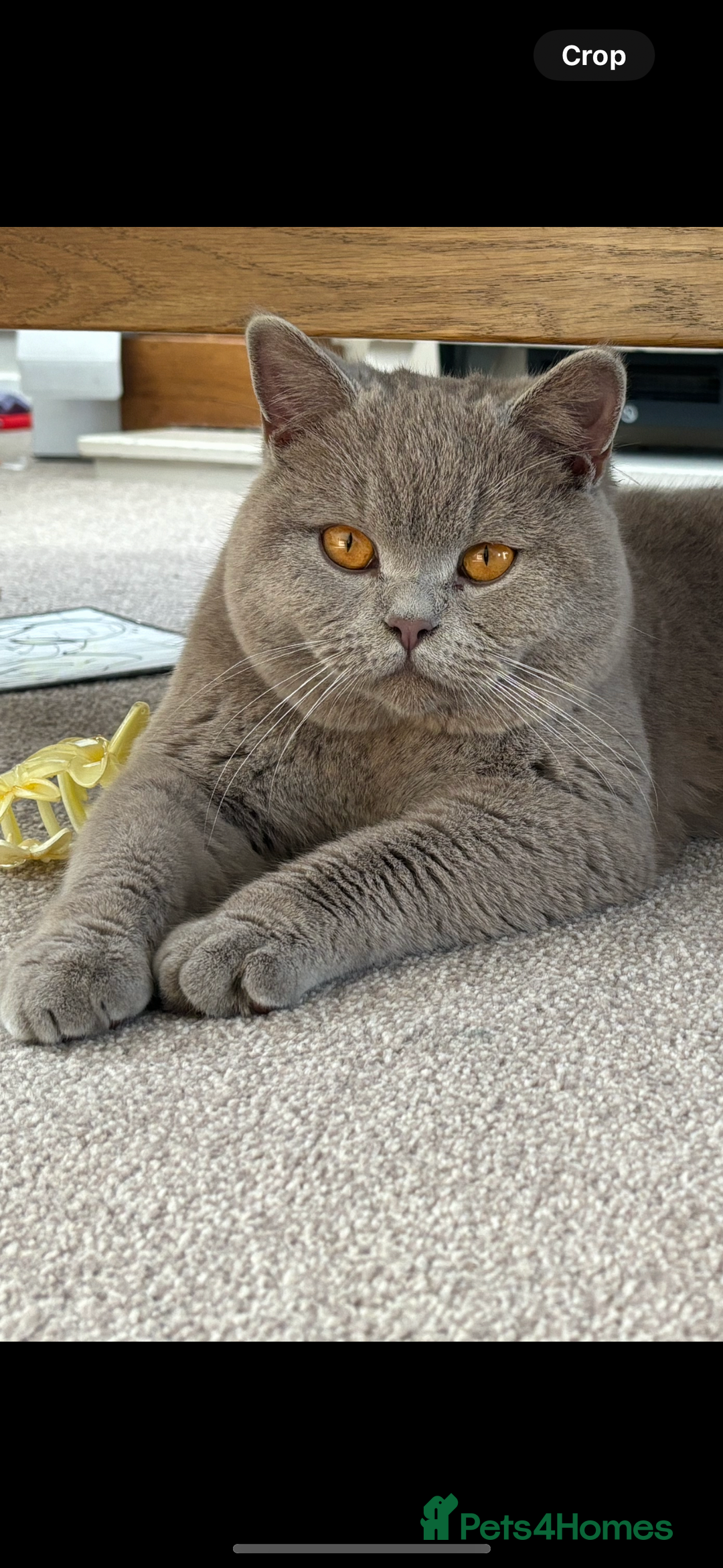 British Shorthair cats for sale: Chocolate BSH Kittens  - Image 3