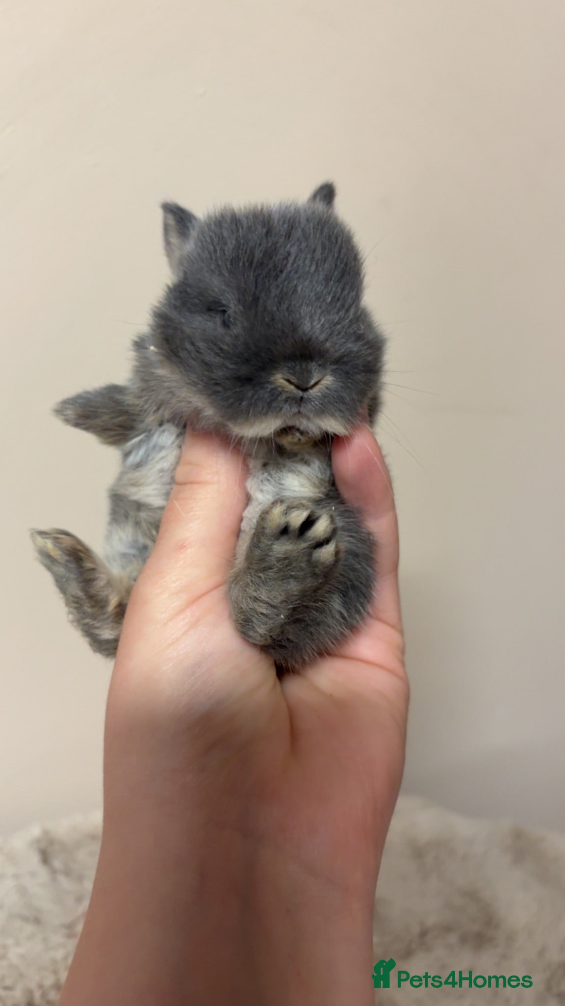 Netherland Dwarf rabbits Netherland dwarf babies  - Advert 8