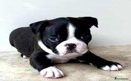 Boston Terrier dogs for sale: Boston Terrier pups for sale Scotland - Image 5