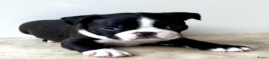 Boston Terrier Puppy 1