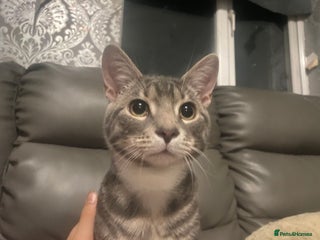Bengal cats Stunning 6 Month Old Bengal Boy - Advert 7