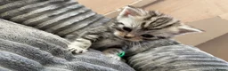 Mixed Breed cats for sale: Exotic cross kittens  - Advert 14
