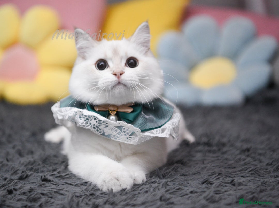 British Shorthair cats for sale: Pedigree British shorthair boy, Champion parents.  - Image 29