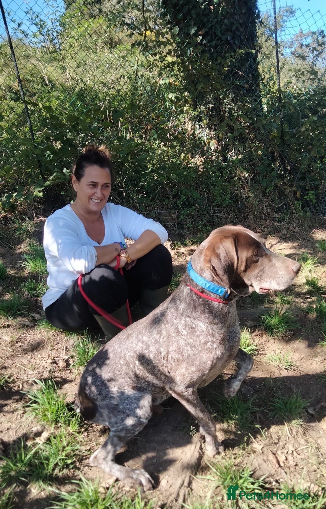 German Shorthaired Pointer dogs for adoption: Yaco  - Image 12