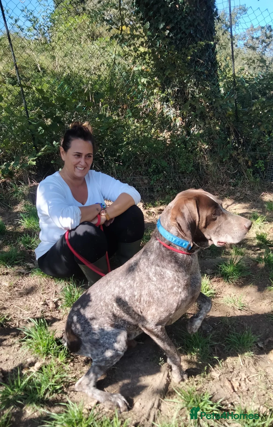 German Shorthaired Pointer dogs for adoption: Yaco  - Advert 12