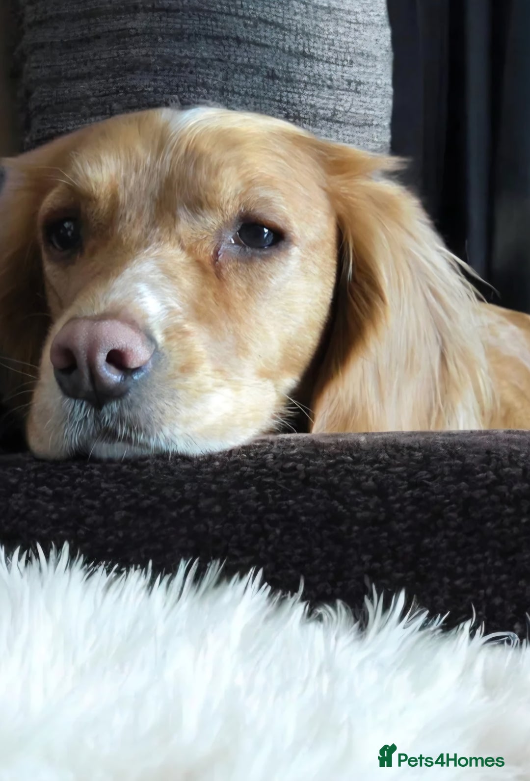 Cocker Spaniel dogs for sale: Cocker Spaniel Puppies - Advert 1