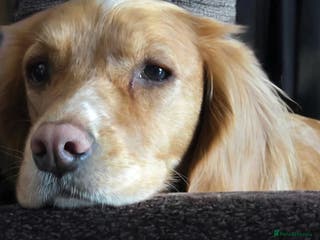 Cocker Spaniel dogs Cocker Spaniel Puppies - Advert 6