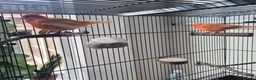 Canaries birds for sale: 2 bonded red factor canaries  - Advert 2