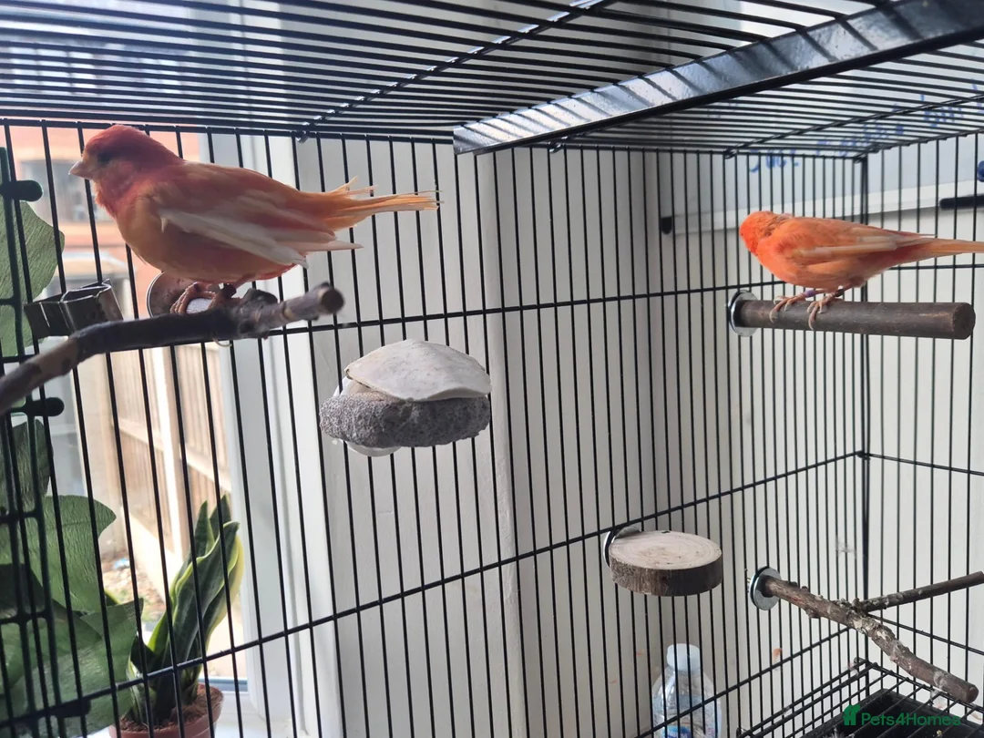 Canaries birds for sale: 2 bonded red factor canaries  - Advert 2