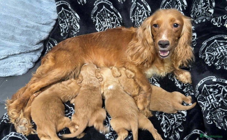 Cocker Spaniel dogs - Advert 8
