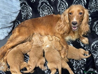 Cocker Spaniel dogs - Advert 15