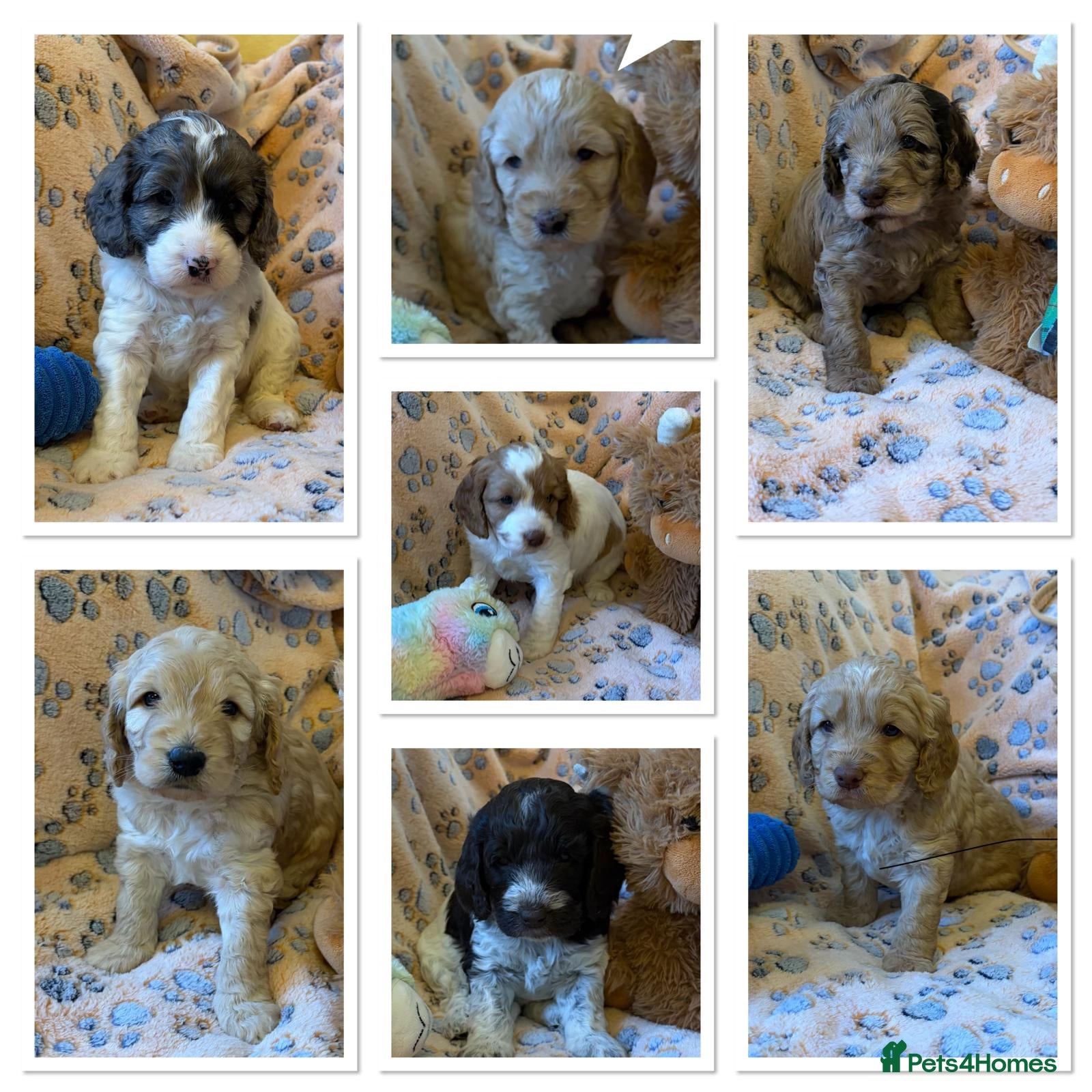 Cockapoo dogs Gorgeous and Cheeky Litter of Cockapoo Puppies - Advert 2