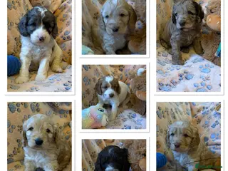 Cockapoo dogs Gorgeous and Cheeky Litter of Cockapoo Puppies - Advert 2