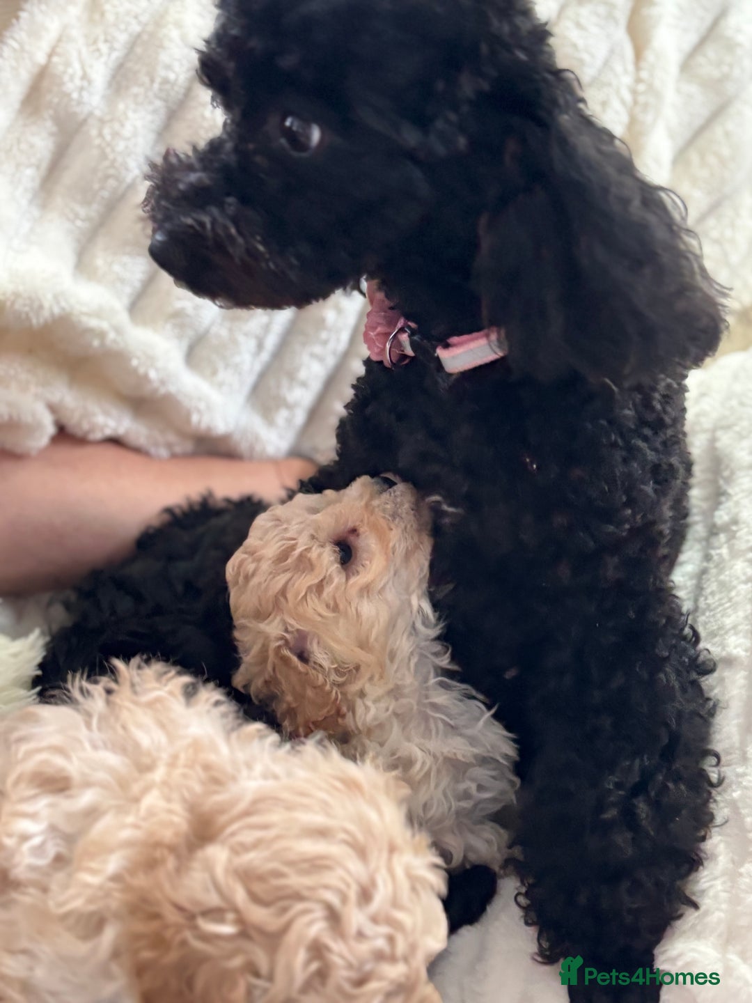 Poochon dogs for sale: Puppies for sale  - Advert 3