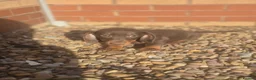 Dachshund dogs for sale: Chocolate & Tan Miniature Dachshund plus more - Advert 22
