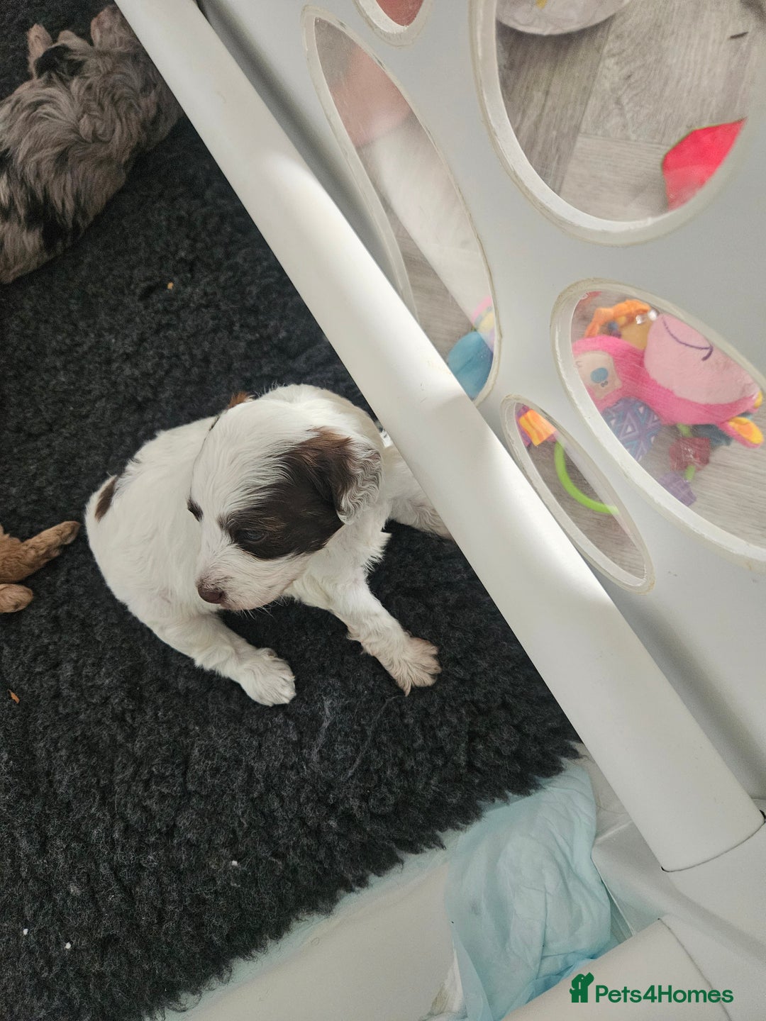 Cockapoo dogs for sale: Lyn Marie Pressley  - Image 12