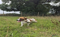 Mixed Breed dogs for adoption: Diego. Badersfield Norfolk  - Image 16