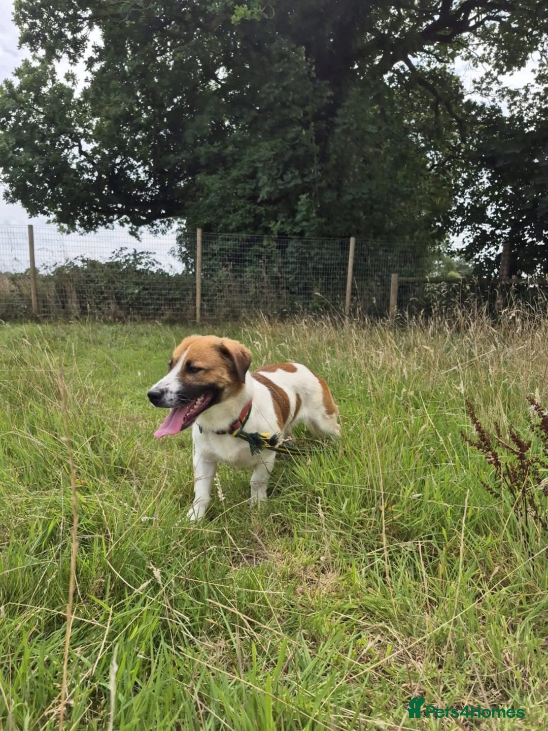 Mixed Breed dogs for adoption: Diego. Badersfield Norfolk  - Image 16