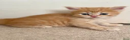 Siberian cats for sale: Beautiful Siberian Kittens - Advert 6