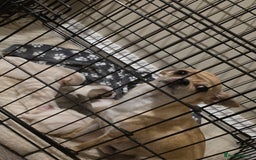 Chihuahua dogs for sale: Male Chihuahua Puppies Doppled  - Image 5