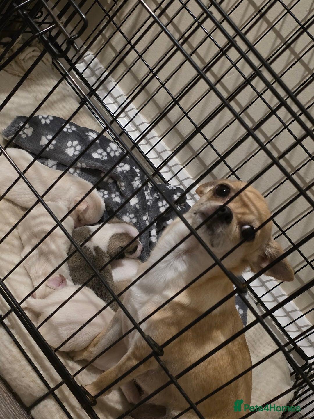 Chihuahua dogs for sale: Male Chihuahua Puppies Doppled  - Image 5
