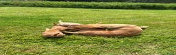 Labrador Retriever dogs for sale: Fox red and yellow labradors in Leyburn - Advert 4