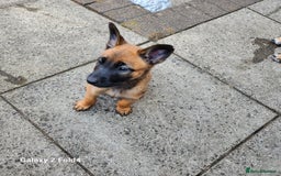 Belgian Shepherd Dog dogs for sale: Malinois x dutch herder  - Image 4