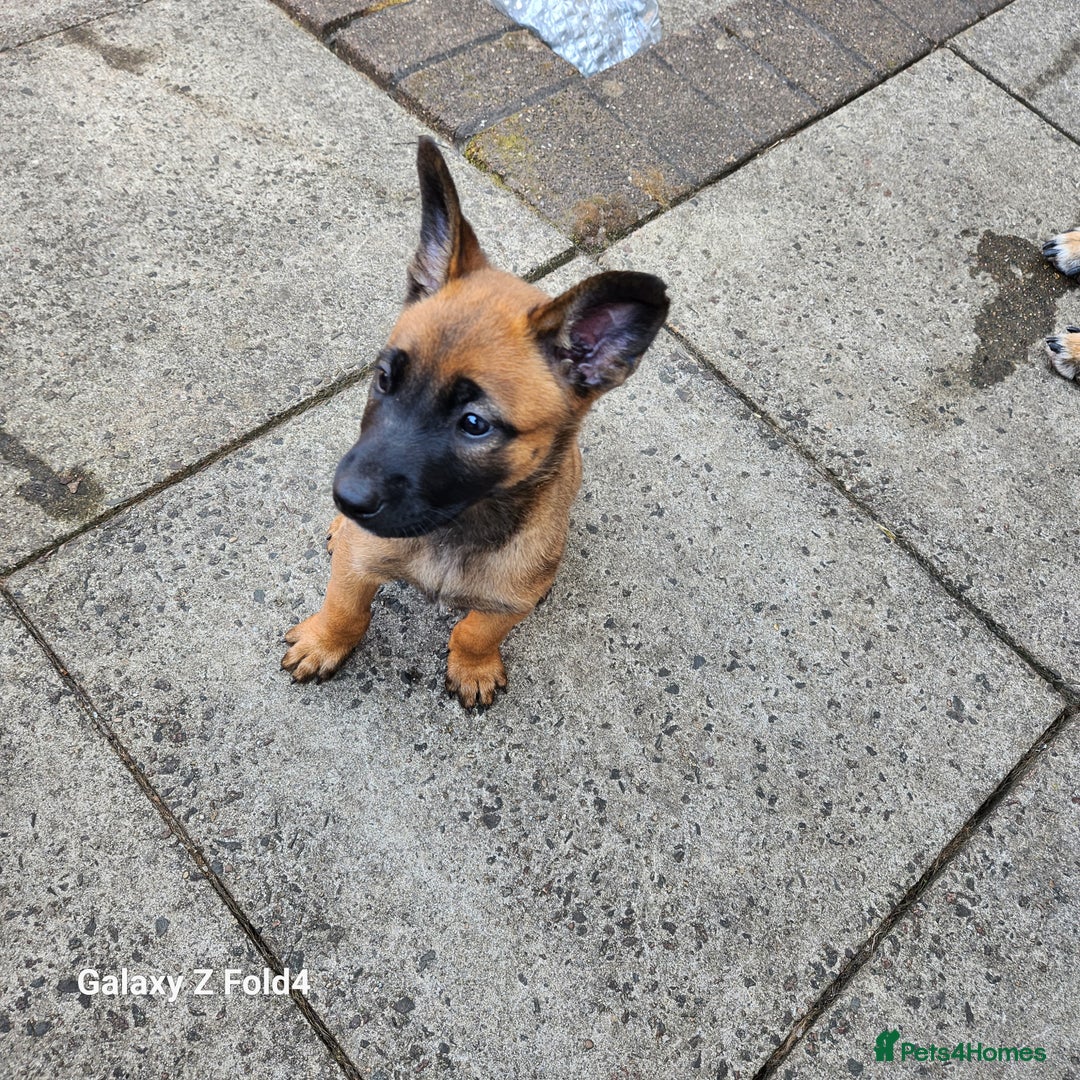Belgian Shepherd Dog dogs for sale: Malinois x dutch herder  - Image 4