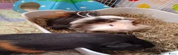 Guinea Pig rodents for sale: Bonded pair of male guinea pigs  in Manchester - Advert 3