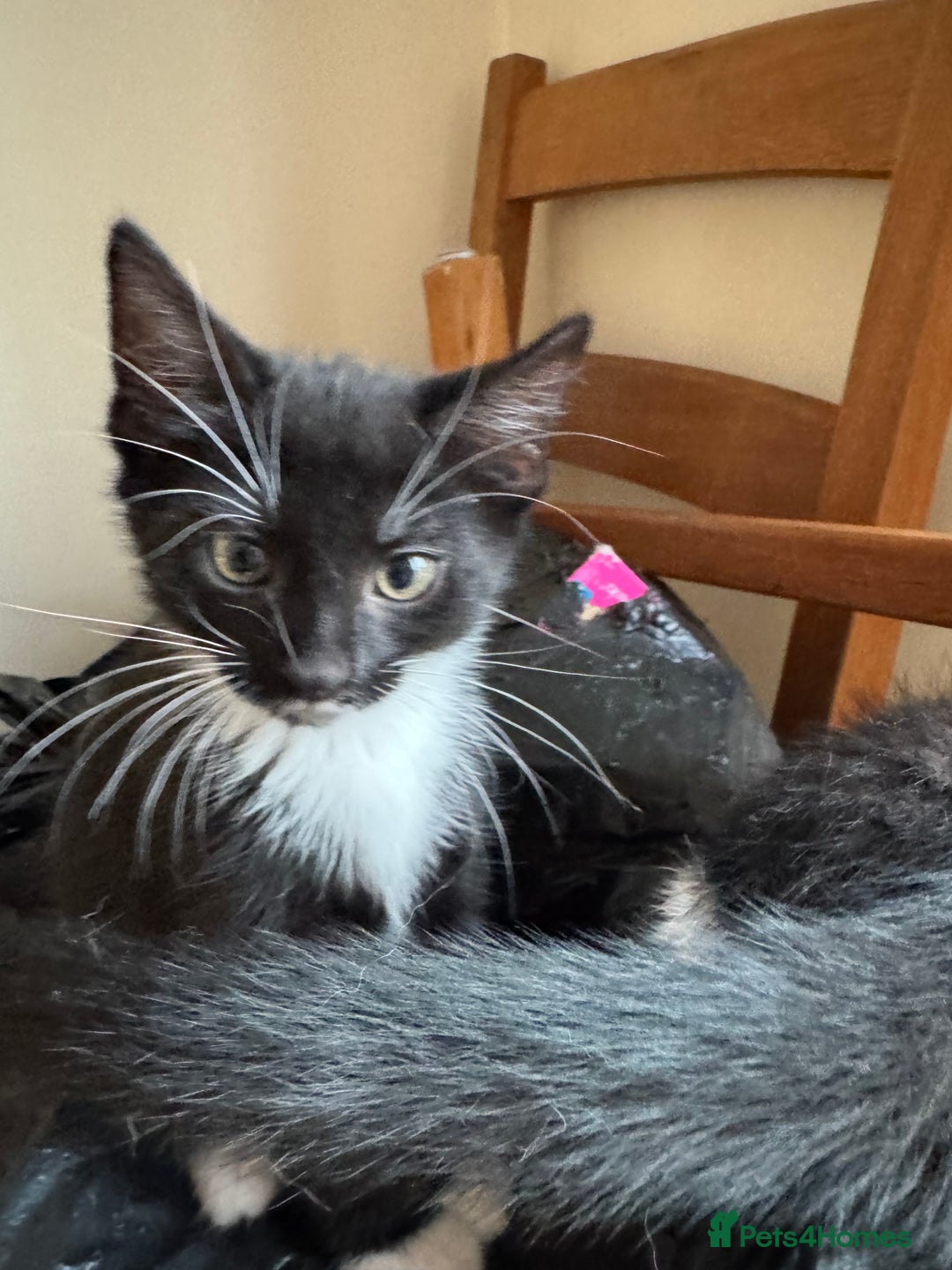 Mixed Breed cats for sale: Mixed kittens  - Image 10