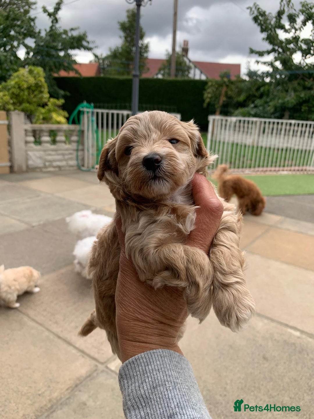 Maltipoo dogs for sale: Beautiful maltipoo puppies looking for new homes  - Image 7