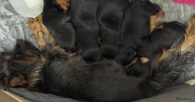 Yorkshire Terrier dogs 🐶Yorkshire terrier puppies for sale🐶 - Advert 4