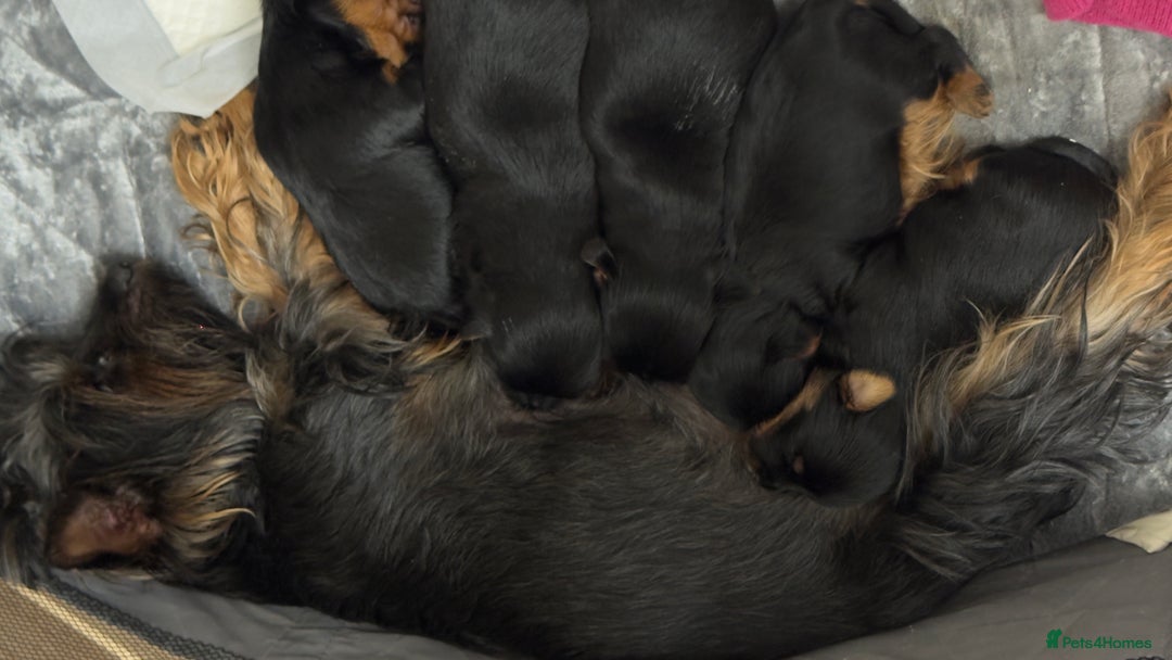 Yorkshire Terrier dogs for sale: 🐶Yorkshire terrier puppies for sale🐶 - Advert 2