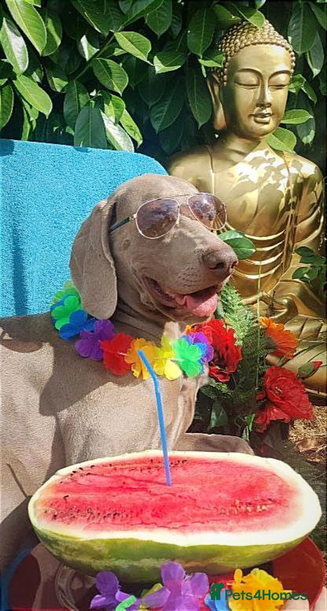 Weimaraner dogs for stud: 🌟Superb🌟Proven🌟Hip Scored🌟KC in Woodbridge - Advert 26