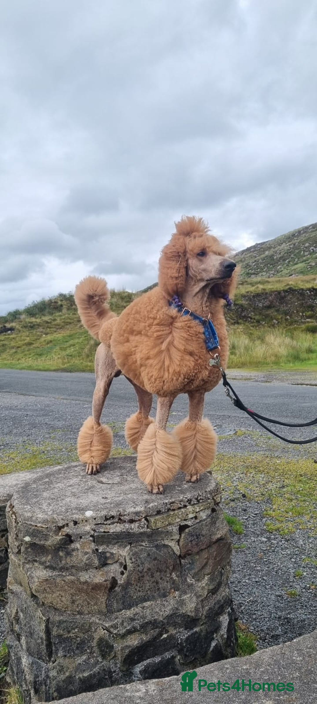 Standard Poodle dogs for sale: Standard poodle pups dark apricot or cream - Image 4
