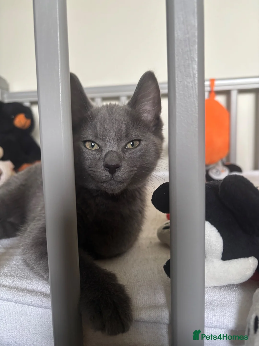 Russian Blue cats for sale: Neutered male - Advert 1