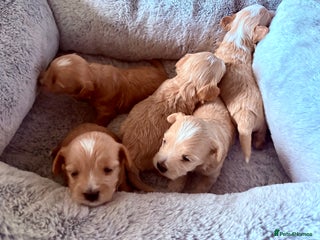 Maltipoo dogs Miniature F1 Maltipoo Puppies - Advert 8