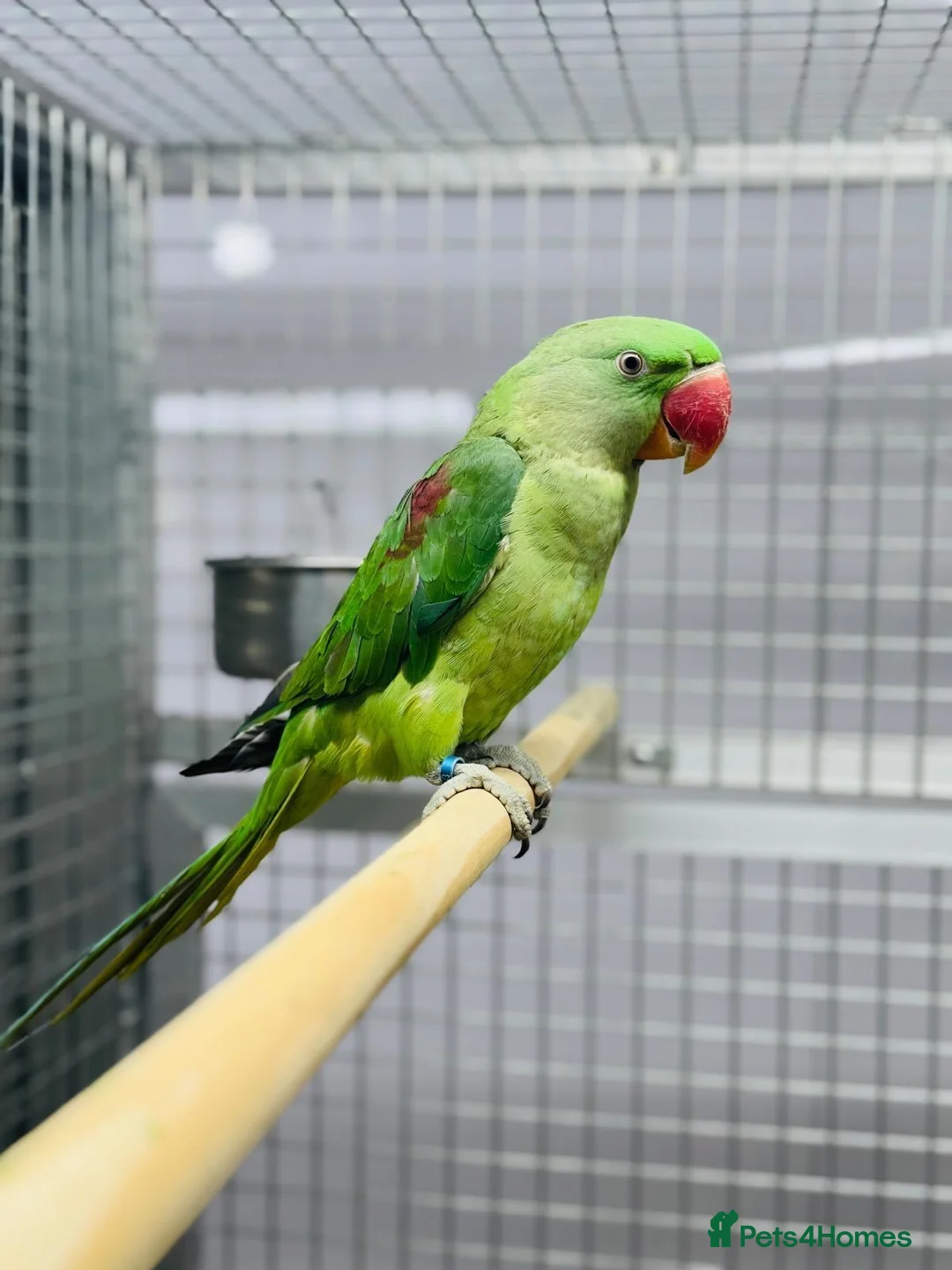 Parrots birds for sale: Female Alexenderian parrot - Advert 2