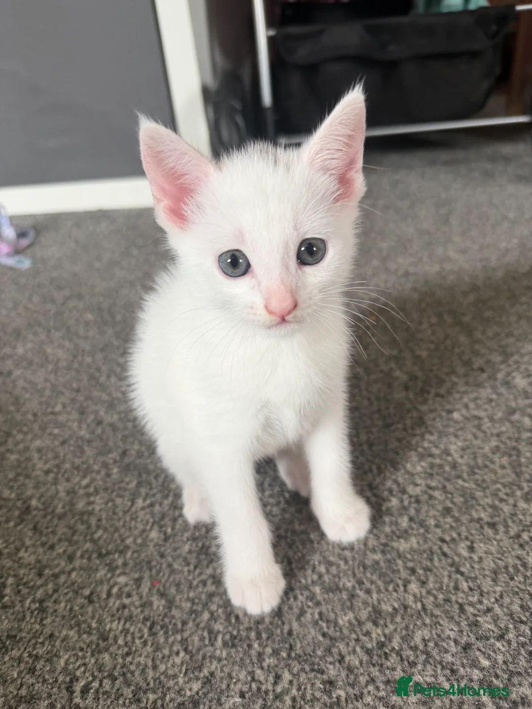 Mixed Breed cats for sale: 4 white kittens available soon  - Advert 2