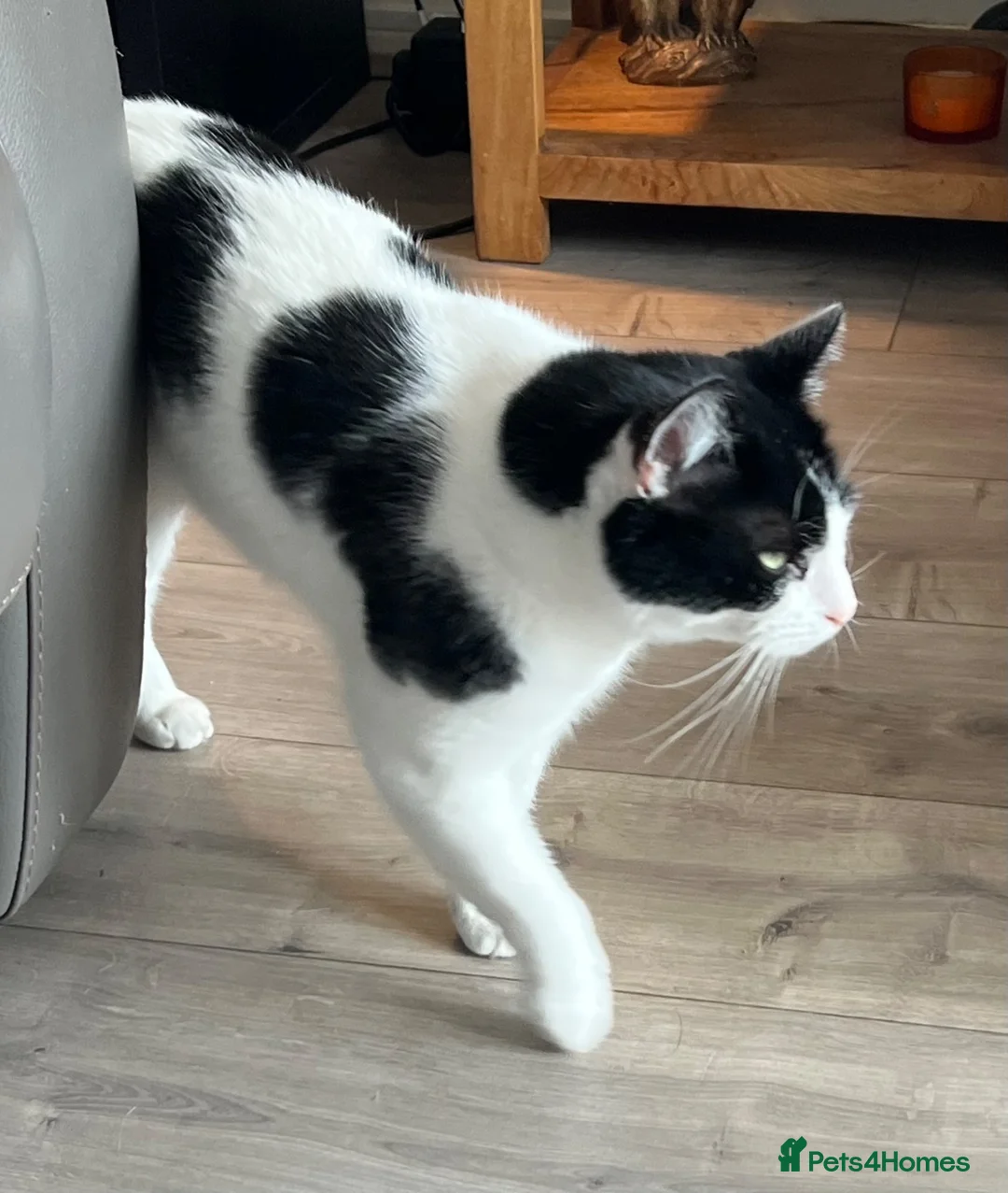 British Shorthair cats for sale: Cat for rehoming - Advert 5