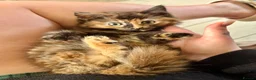 Turkish Angora cats for sale: 2 gorgeous Tortie Girls - Advert 2