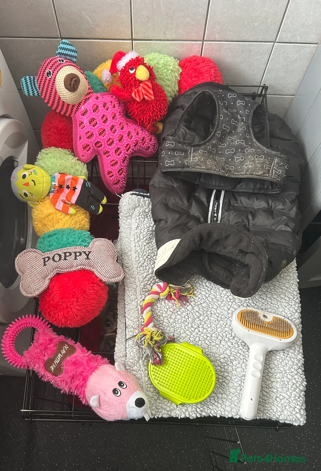 French Bulldog dogs for sale: Poppy - Advert 14