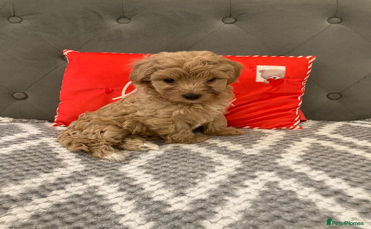 Maltipoo dogs - Advert 1