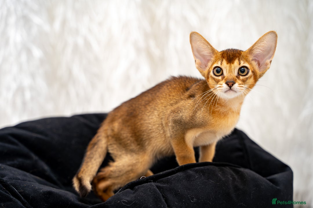 Abyssinian cats for sale: Vanilla Boy-Exceptional Abyssinian-Champion line - Advert 17