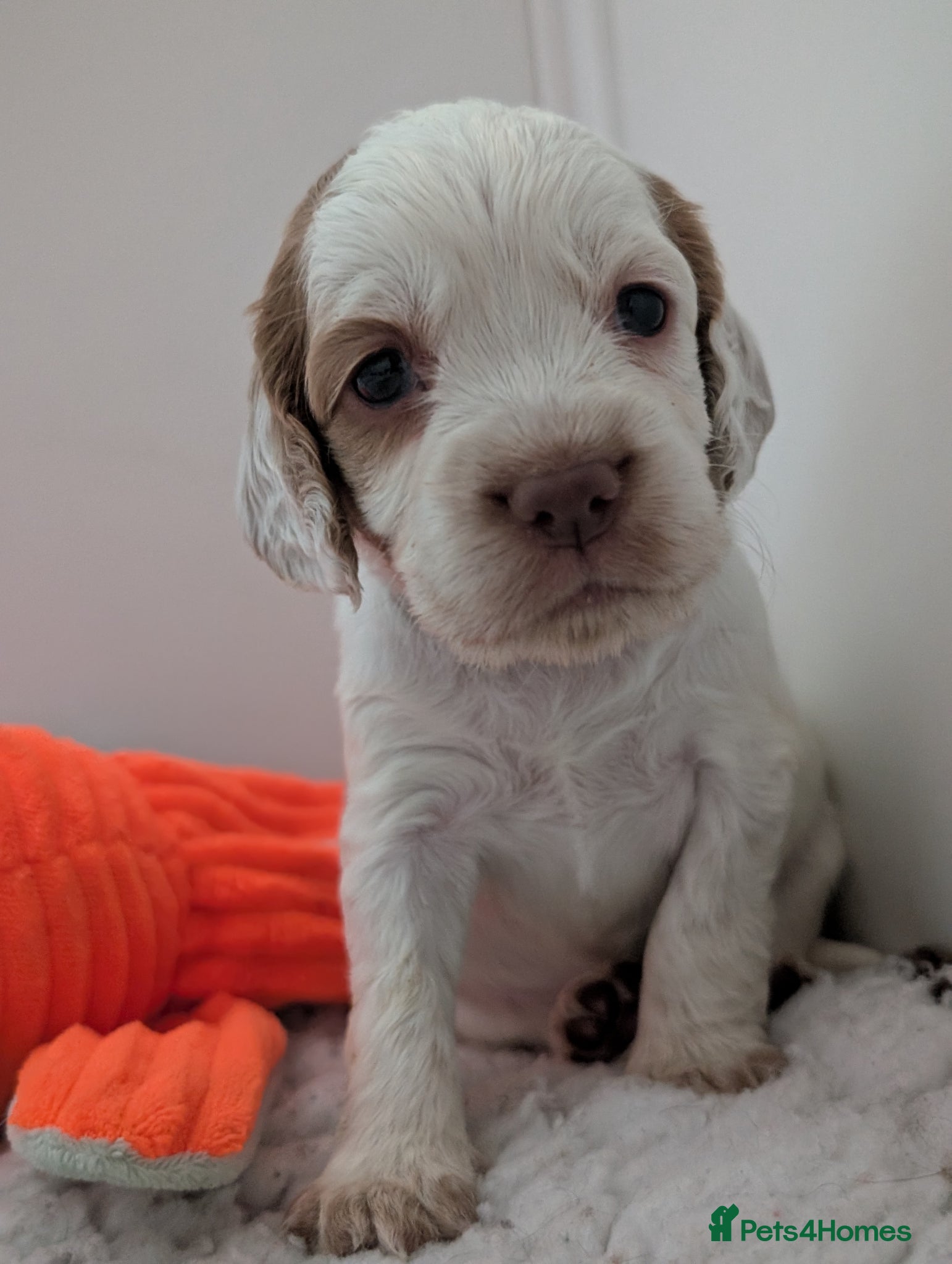 Sprocker dogs Last Girl Sprocker puppy ready end of may - Advert 1