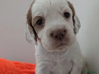 Sprocker dogs Last Girl Sprocker puppy ready end of may - Advert 1