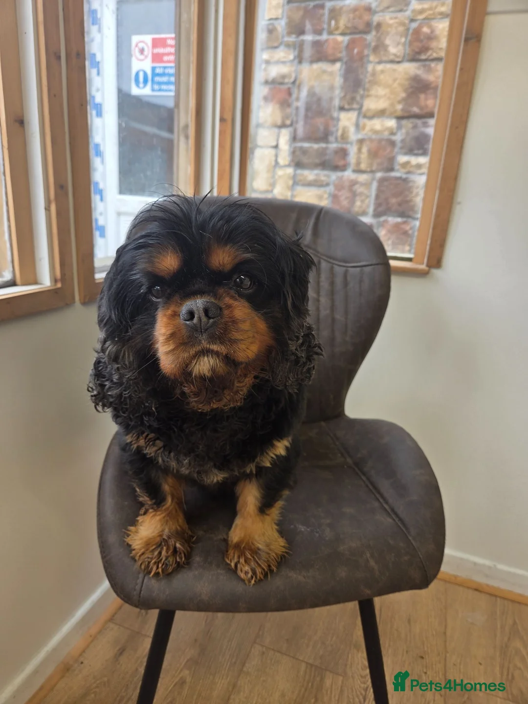 Cavalier King Charles Spaniel dogs for stud: Health Tested K.C Registered Stud - Advert 1